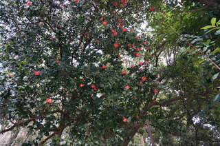板橋区、赤塚溜池公園付近のつばき
