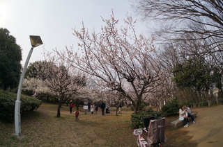 赤塚溜池公園の梅まつり終了～