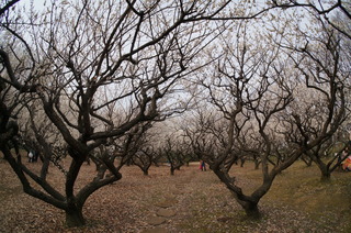 赤塚溜池公園の梅林と梅花