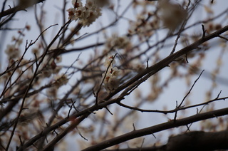 赤塚溜池公園の梅林と梅花