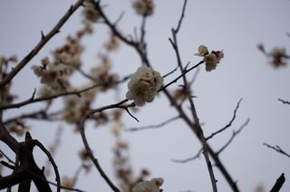 赤塚溜池公園の梅林と梅花