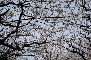 赤塚溜池公園の梅林と梅花