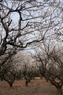 赤塚溜池公園の梅林と梅花