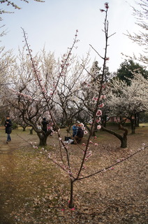 赤塚溜池公園の梅林と梅の花