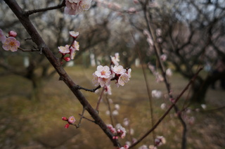 赤塚溜池公園の梅林と梅花