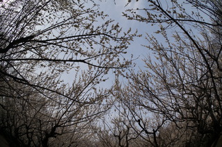 赤塚溜池公園の梅林と梅花