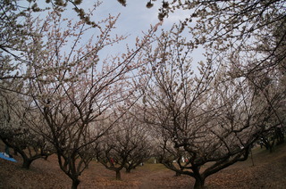赤塚溜池公園の梅林と梅花