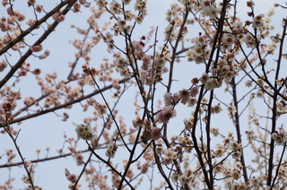 赤塚溜池公園の梅林と梅花