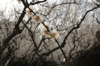 赤塚溜池公園の梅林と梅花