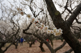 赤塚溜池公園の梅花