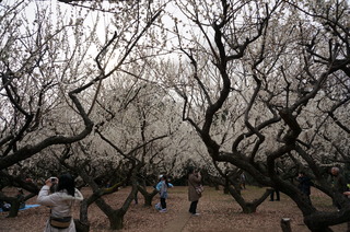 赤塚溜池公園の梅林と梅花