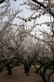 赤塚溜池公園の梅林と梅花
