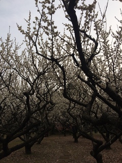 赤塚溜池公園の梅林と梅花