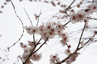 赤塚溜池公園の梅の花