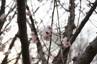 赤塚溜池公園の梅花
