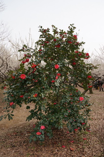 赤塚溜池公園の椿の花