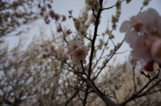 赤塚溜池公園の梅花