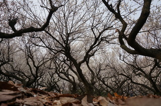 赤塚溜池公園の梅林と梅花