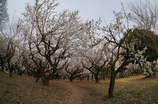 赤塚溜池公園の梅林と梅花
