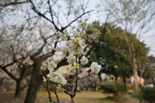 赤塚溜池公園の梅林と梅花