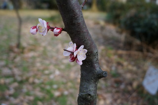赤塚溜池公園の梅林と梅花