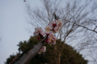 赤塚溜池公園の梅の花