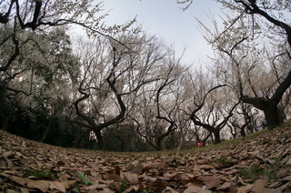 赤塚溜池公園の梅林と梅花