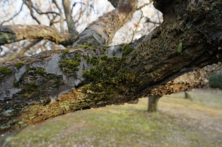 赤塚溜池公園の梅の木
