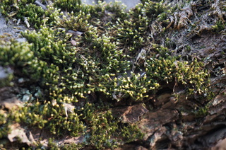 赤塚溜池公園の梅の木に生えたコケ