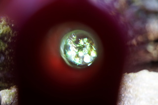 赤塚溜池公園の梅の木の苔をRaymayのRXT123で観察