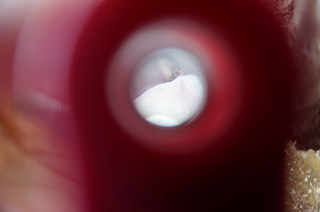 赤塚溜池公園の梅の花弁をRaymayのRXT123で観察