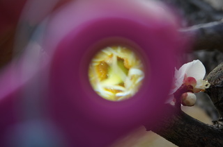 赤塚溜池公園の梅の子房をRaymayのRXT123で観察