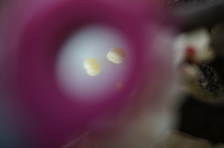 赤塚溜池公園の梅の花の花糸、葯をRaymayのRXT123で観察