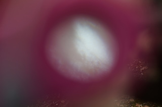 赤塚溜池公園の梅の花弁をRaymayのRXT123で観察