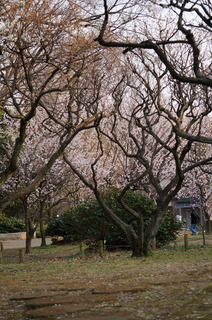 赤塚溜池公園の梅林と梅花