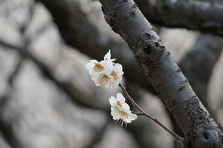 赤塚溜池公園の梅花