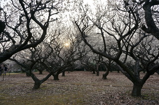 赤塚溜池公園の梅林と梅花