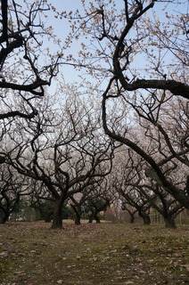 赤塚溜池公園の梅林と梅花