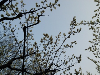赤塚溜池公園の梅林と梅花