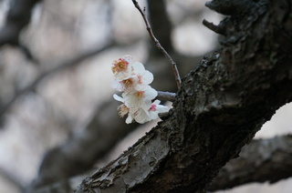 赤塚溜池公園の梅花をNEX-5Tで撮影