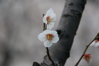 赤塚溜池公園の梅花