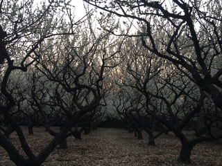 赤塚溜池公園の梅林と梅花