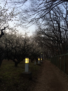 夕暮れ時の赤塚溜池公園の梅林と梅花