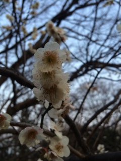 赤塚溜池公園の梅の花