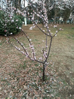 赤塚溜池公園の梅花