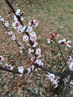 赤塚溜池公園の梅花