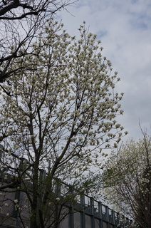 池袋の白木蓮（ハクモクレン）