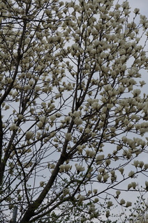 池袋の白木蓮（ハクモクレン）