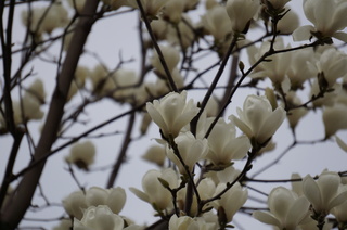 池袋の白木蓮（ハクモクレン）