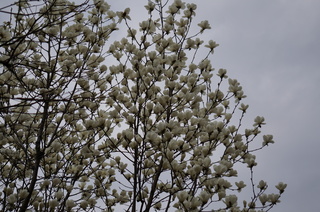 池袋の白木蓮（ハクモクレン）